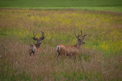 草地上有两只棕色的牡鹿
